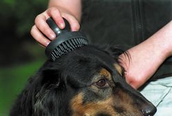 Pet Brush picture
