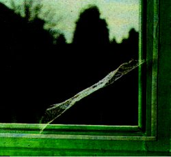 window bug screen picture