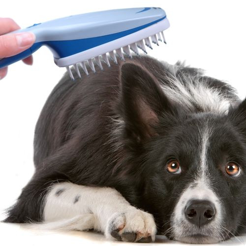 Ionic Pet Brush picture